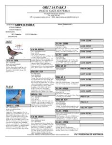 GRP1 14 PAIR 3 PIGEON SALES AUSTRALIA PO BOX 1760 Gawler SA 5118 Tel: URL: www.pigeonsales.com.au * eMail: 