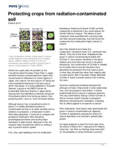 Protecting crops from radiation-contaminated soil