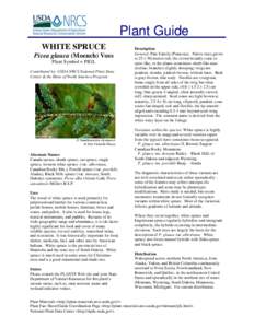 Plant Guide WHITE SPRUCE Picea glauca (Moench) Voss Plant Symbol = PIGL Contributed by: USDA NRCS National Plant Data Center & the Biota of North America Program