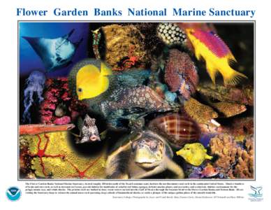 Flower Garden Banks National Marine Sanctuary  The Flower Garden Banks National Marine Sanctuary, located roughly 100 miles south of the Texas/Louisiana coast, harbors the northernmost coral reefs in the continental Unit