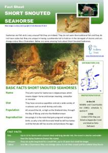 Fact Sheet  SHORT SNOUTED SEAHORSE Main images courtesy and copyright of John Newman © 2015