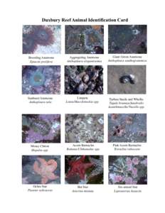 Aggregating anemone / Epiactis prolifera / Phyllospadix scouleri / Leptasterias hexactis / Starburst Anemone / Coralline algae / Cladophora / Leptasterias / Red algae / Actiniidae / Taxonomy / Anthopleura