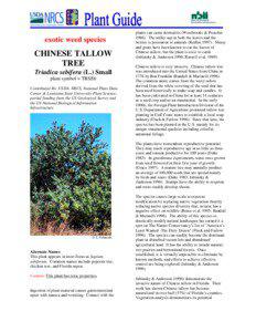 exotic weed species  CHINESE TALLOW