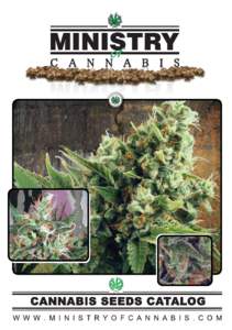 This powerful indica is the result of the cross between Blueberry and Black Domina in its autoflowering form. Only 65 days are requested to grow thick, heavy buds, frosted with resin, with a powerful berry aroma and a h