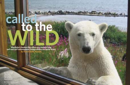 called to the WILD  Manitoba’s Hudson Bay offers up a mesmerizing