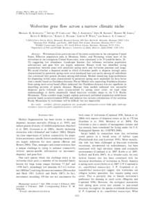 Wolverine gene flow across a narrow climatic niche