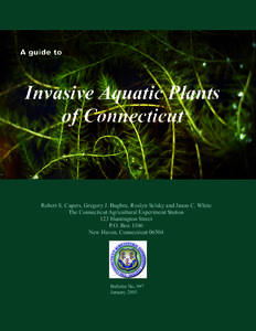 A guide to  Invasive Aquatic Plants of Connecticut  Robert S. Capers, Gregory J. Bugbee, Roslyn Selsky and Jason C. White