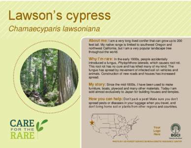 Lawson’s cypress Chamaecyparis lawsoniana About me: I am a very long-lived conifer that can grow up to 200 feet tall. My native range is limited to southwest Oregon and northwest California, but I am a very popular lan