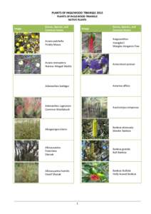 PLANTS OF INGLEWOOD TRIANGLE 2013 PLANTS OF INGLEWOOD TRIANGLE NATIVE PLANTS Image  Genus, Species, and