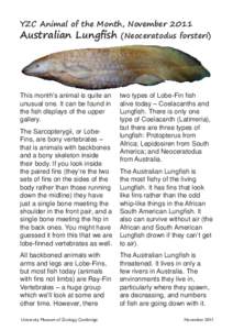 Autralian Lungfish profile.indd