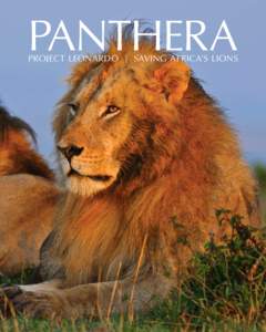 Panthera Project Leonardo | Saving Africa’s Lions Panthera’s Project Leonardo is the grand vision needed to protect one of the world’s most iconic species from becoming extinct in the wild.