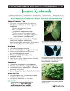 KING COUNTY NOXIOUS WEED CONTROL PROGRAM WEED ALERT  Invasive Knotweeds Polygonum bohemicum, P.cuspidatum, P. polystachyum, P. sachalinense  Buckwheat Family