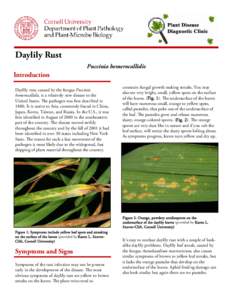 aylily Rust D Puccinia hemerocallidis Introduction Daylily rust, caused by the fungus Puccinia