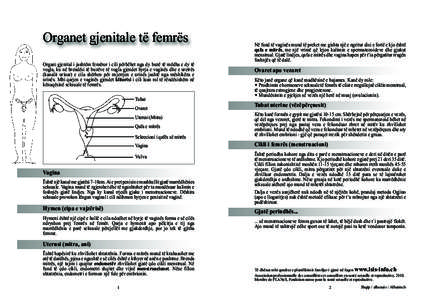 Organet gjenitale të femrës Organi gjenital i jashtëm femëror i cili përbëhet nga dy buzë të mëdha e dy të vogla, ku në brendësi të buzëve të vogla gjendet hyrja e vaginës dhe e uretrës (kanalit urinar) 