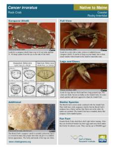 Cancer irroratus  Native to Maine Rock Crab
