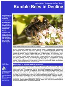 INVERTEBRATE CONSERVATION FACT SHEET  Bumble Bees in Decline Pollinators are a vital part of a healthy