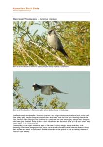 Woodswallow / Fauna of Australia / Natural history of Australia / Taxonomy / Bird / Fiji Woodswallow / White-breasted Woodswallow / Artamus / Birds of Western Australia / Artamidae