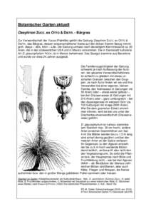 Botanischer Garten aktuell Dasylirion ZUCC. ex OTTO & DIETR. - Bärgras Zur Verwandtschaft der Yucca (Palmlilie) gehört die Gattung Dasylirion ZUCC. ex OTTO & DIETR., das Bärgras, dessen wissenschaftlicher Name auf den