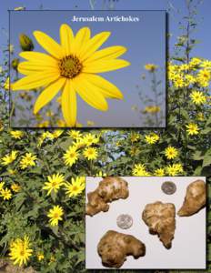 Jerusalem Artichokes  Jerusalem Artichoke The Jerusalem artichoke, (Helianthus tuberosus L.), also known as sunchoke, can be produced throughout the United States. However, the plant is better adapted to the northern tw