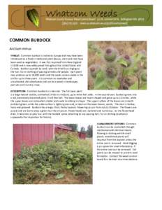 COMMON BURDOCK Arctium minus THREAT: Common burdock is native to Europe and may have been introduced as a food or medicinal plant (leaves, stem and root have been used as vegetables). It was first reported from New Engla
