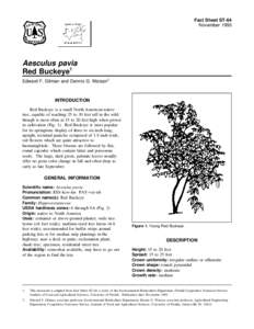 Fact Sheet ST-64 November 1993 Aesculus pavia Red Buckeye1 Edward F. Gilman and Dennis G. Watson2