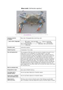 Callinectes sapidus / Crab / Callinectes / Chesapeake Bay / Crab fisheries / Callinectes ornatus / Phyla / Protostome / Portunoidea