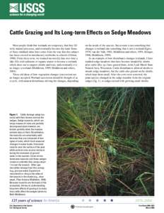 Cattle Grazing_Sedge Meadows FS.indd