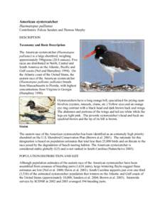 Haematopodidae / Oystercatcher / Ornithology / Black Oystercatcher / Canarian Oystercatcher / Shorebirds / Haematopus / American Oystercatcher