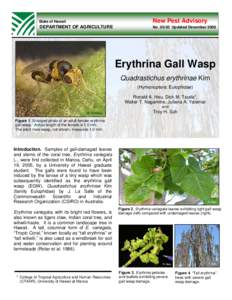 Biology / Cynipidae / Gall wasp / Gall / Wasp / Botany / Biological pest control / Galls / Erythrina / Wiliwili