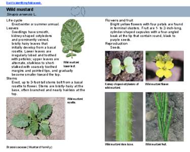 Back to identifying field weeds.  Wild mustard Sinapis arvensis L. Life cycle