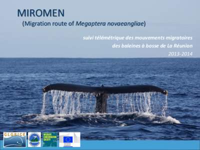 MIROMEN (Migration route of Megaptera novaeangliae) suivi télémétrique des mouvements migratoires des baleines à bosse de La Réunion