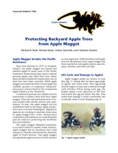 Extension Bulletin[removed]insect answers Protecting Backyard Apple Trees from Apple Maggot
