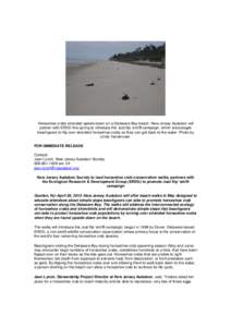 NJ Audubon Horseshoe Crab Just flip em press release_final