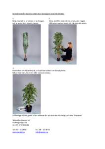 Instruktioner för hur man viker ut en konstgjord växt från Wexter. 1. Börja med att ta ur växten ur kartongen, och ta sedan bort skydds plasten.  2.