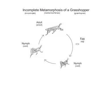 Incomplete Metamorphosis of a Grasshopper (me•ta•mor•fa•sis)