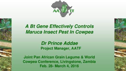 A Bt Gene Effectively Controls Maruca Insect Pest In Cowpea Dr Prince Addae Project Manager, AATF Joint Pan African Grain Legume & World Cowpea Conference, Livingstone, Zambia