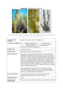 Japweed (Sargassum muticum)  Left and middle: Fully grown specimen of japweed. Photo © Ignacio Bárbara, University of A Coruña, Spain. Right: Japweed in autumn/winter, with only the decimetre-long perennial shoots rem