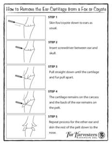 How to Remove the Ear Cartilage from a Fox or Coyote STEP 1 Skin fox/coyote down to ears as usual.