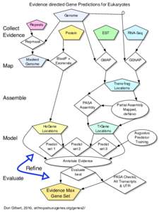 Evidence directed Gene Predictions for Eukaryotes Genome Repeats Collect Evidence