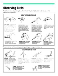 Observing Birds The bills of birds are adapted for getting different foods. They also help the birds build nests, preen their feathers, and for protection. ADAPTATIONS OF BILLS