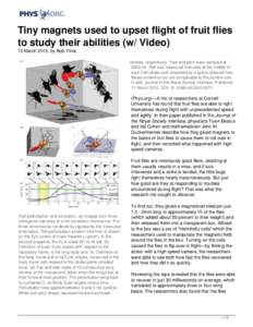 Tiny magnets used to upset flight of fruit flies to study their abilities (w/ Video)