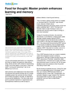 Food for thought: Master protein enhances learning and memory