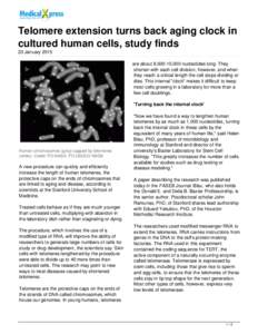 Chromosomes / Telomere / Telomerase / Life extension / Ageing / Gene / DNA / Cell division / Sierra Sciences / Biology / Genetics / Gerontology