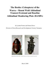 The Beetles (Coleoptera) of the Warra – Mount Weld Altitudinal Transect Ecotonal and Baseline Altitudinal Monitoring Plots (BAMPs)  by Lynette Forster and Simon Grove