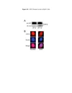 Figure S9. CRY2 Protein Levels in DpN1 Cells   