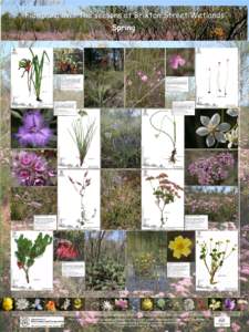 Flora of New South Wales / Verticordia / Kenwick /  Western Australia / Viminaria / Gastrolobium / Brixton / Wetland / Eudicots / Swan Coastal Plain / Brixton Street Wetlands