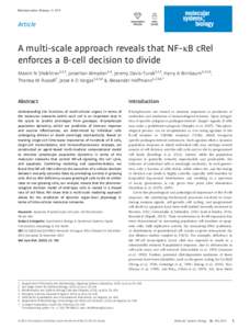 A multiscale approach reveals that NFB cRel enforces a Bcell decision to divide