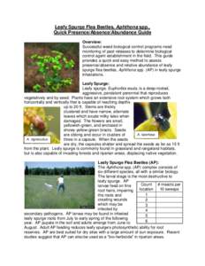 Leafy Spurge Flea Beetles, Aphthona spp., Quick Presence/Absence/Abundance Guide Overview: Successful weed biological control programs need monitoring of past releases to determine biological control agent establishment 