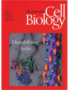 Actin / Microfilament / Myosin / Cytoskeleton / Actin remodeling of neurons / ADF-H domain / Biology / Proteins / Cofilin