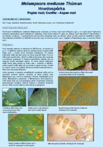 Melampsora medusae Thůman Hnedospórka Poplar rust; Conifer - Aspen rust